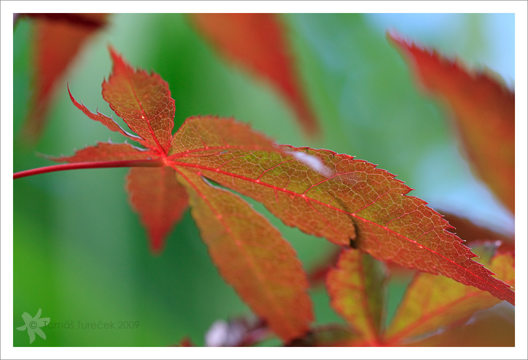 japanese maple tree leaf. Japanese Maple Leaves