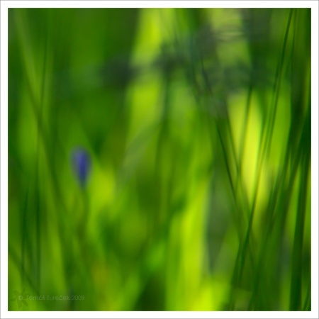 Meadow-dreams-VI---Alone